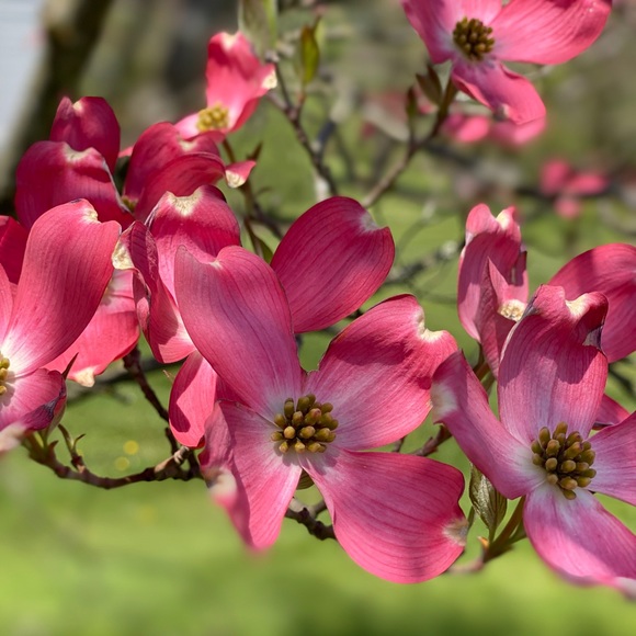 Meet your Posher, Molly - Picture 2 of 2